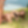[TightAndTeen.com / Private.com] Kate Quinn - Kate Quinn, Wild Debut (05.10.2022) [2022 ., Teen, Blowjob, Brunette, Cowgirl, Deep Throat, Doggystyle, Facial, Gagging, Missionary, Russian, Spoon Position, Tattoo, Vaginal Sex, 360p] thumb