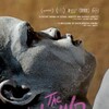 The Wound 2017 1080p HDTV H264-CBFM thumb