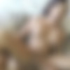 [FuckingGlasses.com / DirtyFlix.com] Keisha Grey (28-01-2015) [2015 ., Legal Teen, Big Tits, Hardcore, All Sex, HDRip, POV, 1080p] thumb