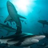 Planet Shark S01E01 iNTERNAL 1080p WEB h264-BAWD thumb