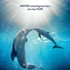 Dolphin Tale 2 2014 1080p BluRay x264-OFT thumb