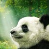 Pandas [2018] / H265 / MKV / Blu-ray / 1080p / AC3 / Subs thumb