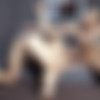 [FuckerMate.com] Red & Ken Summers [Raw Buddies] [2017 ., Anal Sex, Bareback, Big Dicks, Blowjob, Cumshots, Interracial, Kissing, Masturbation, Muscles, Older/Younger, Rimming, Tattoos, Uncut., 720p] thumb